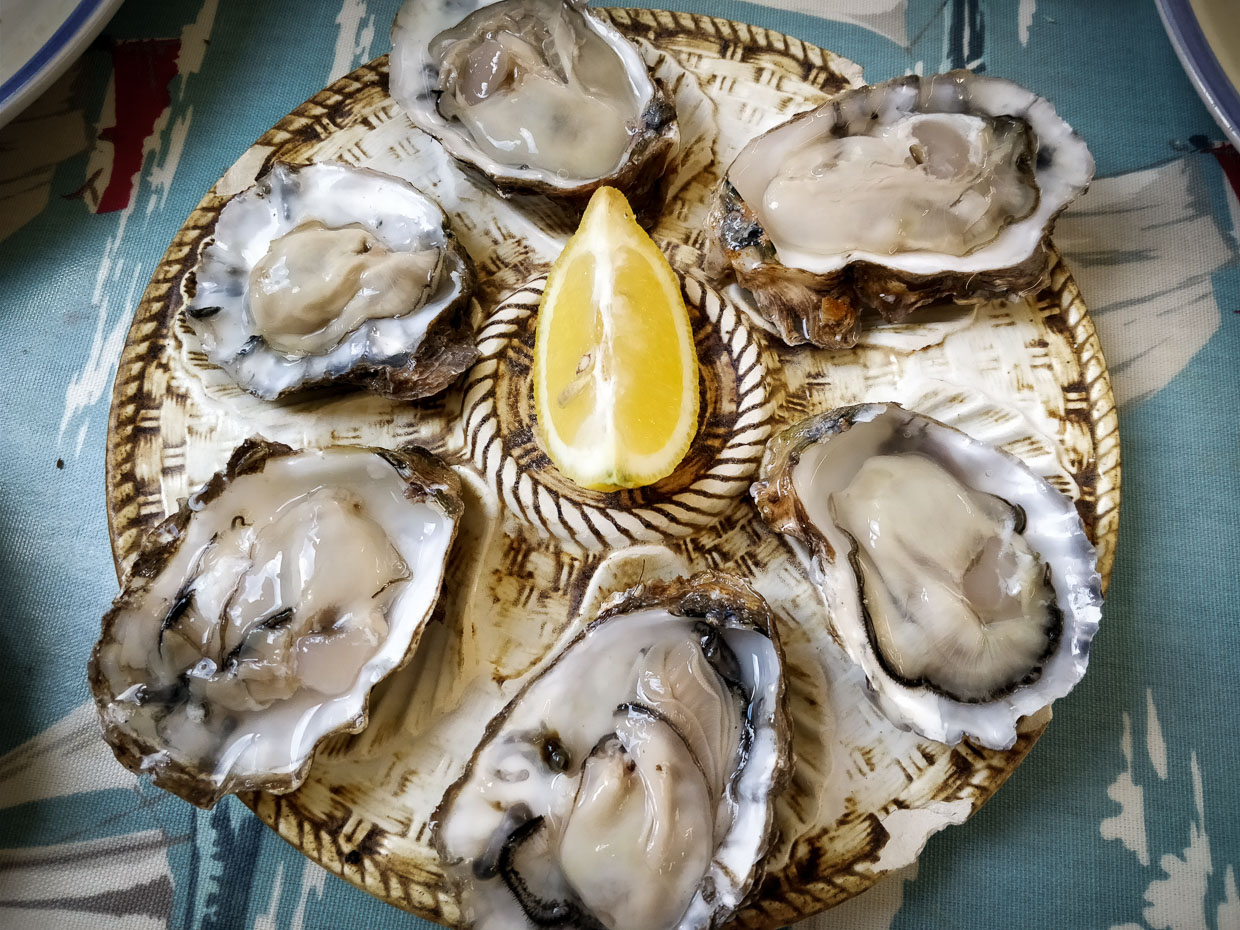 The Giga oysters